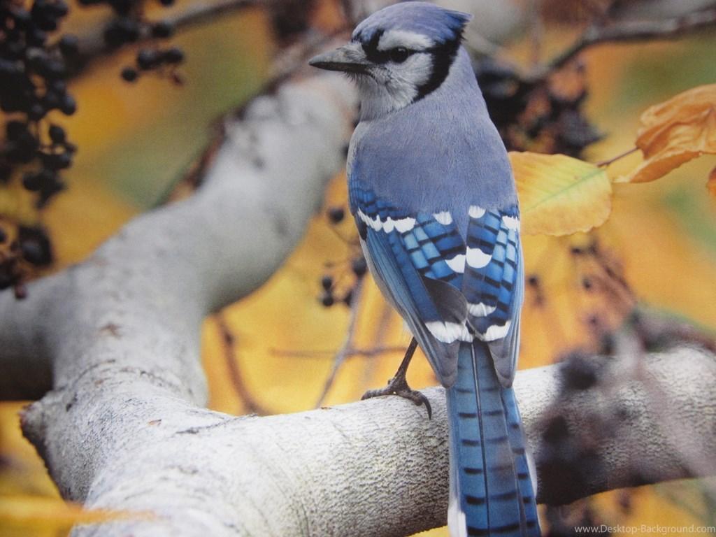 Blue Jay Bird Photo Wallpaper, blue HD Wallpaper, bird HD Wallpaper