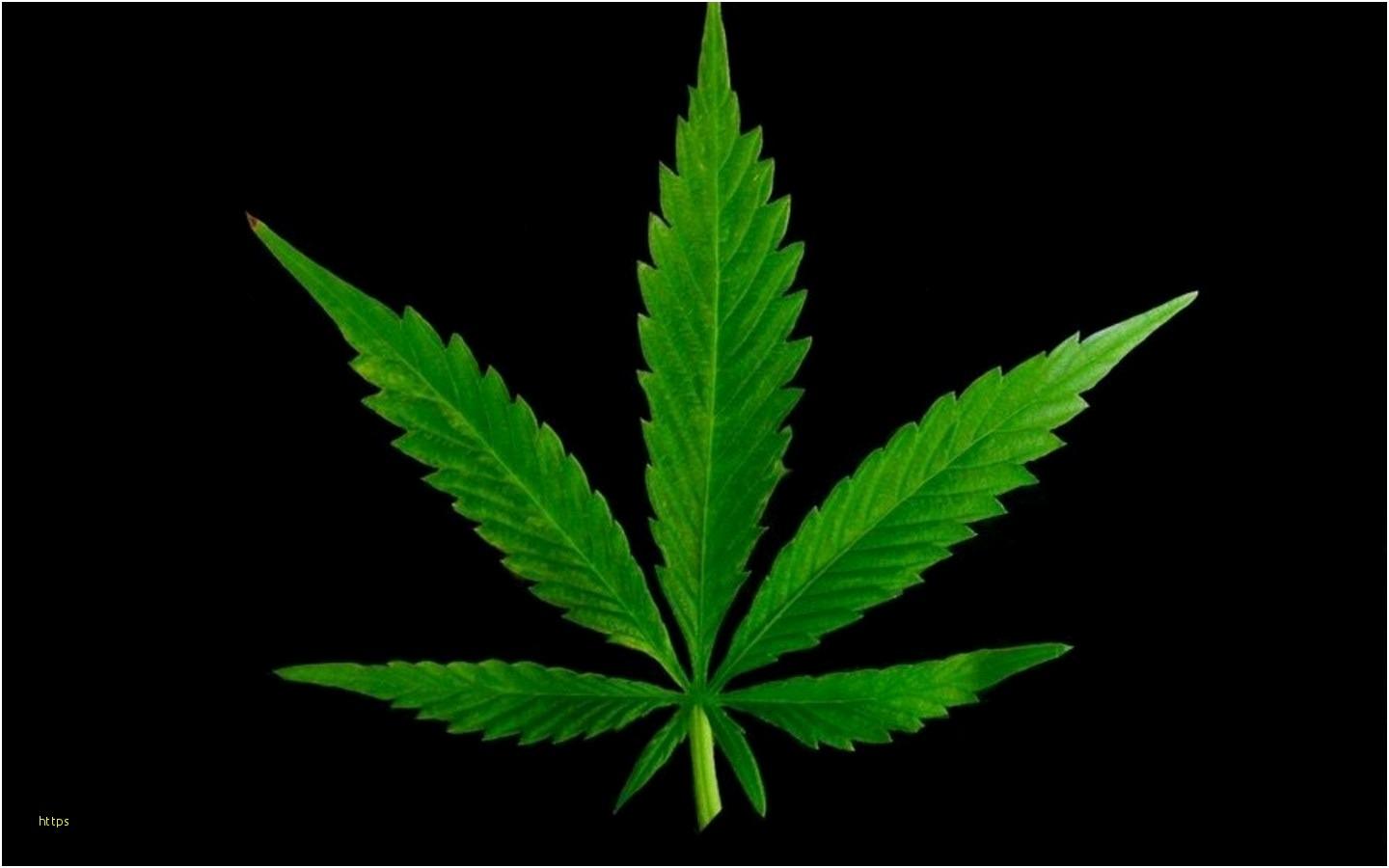 Pot Leaf Wallpaper Inspirational Marijuana Trippy Wallpaper