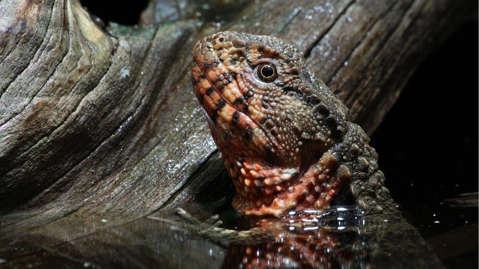 Chinese Crocodile Lizard Wallpaper and Background Imagex900