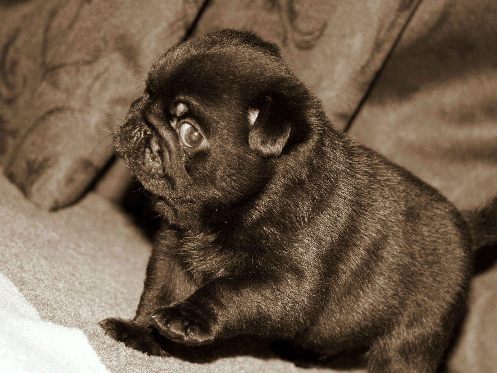 An adorable pug puppy who is tired and needs a sleep! Description