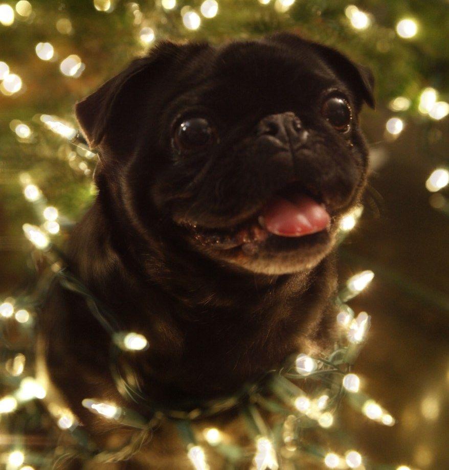 Pug Wallpaper, Screensaver, Background. Black Pug Christmas. Pug