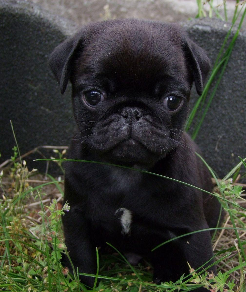 Cute Black Pug Puppy. DOGS. Black pug puppies, Baby pugs, Pugs