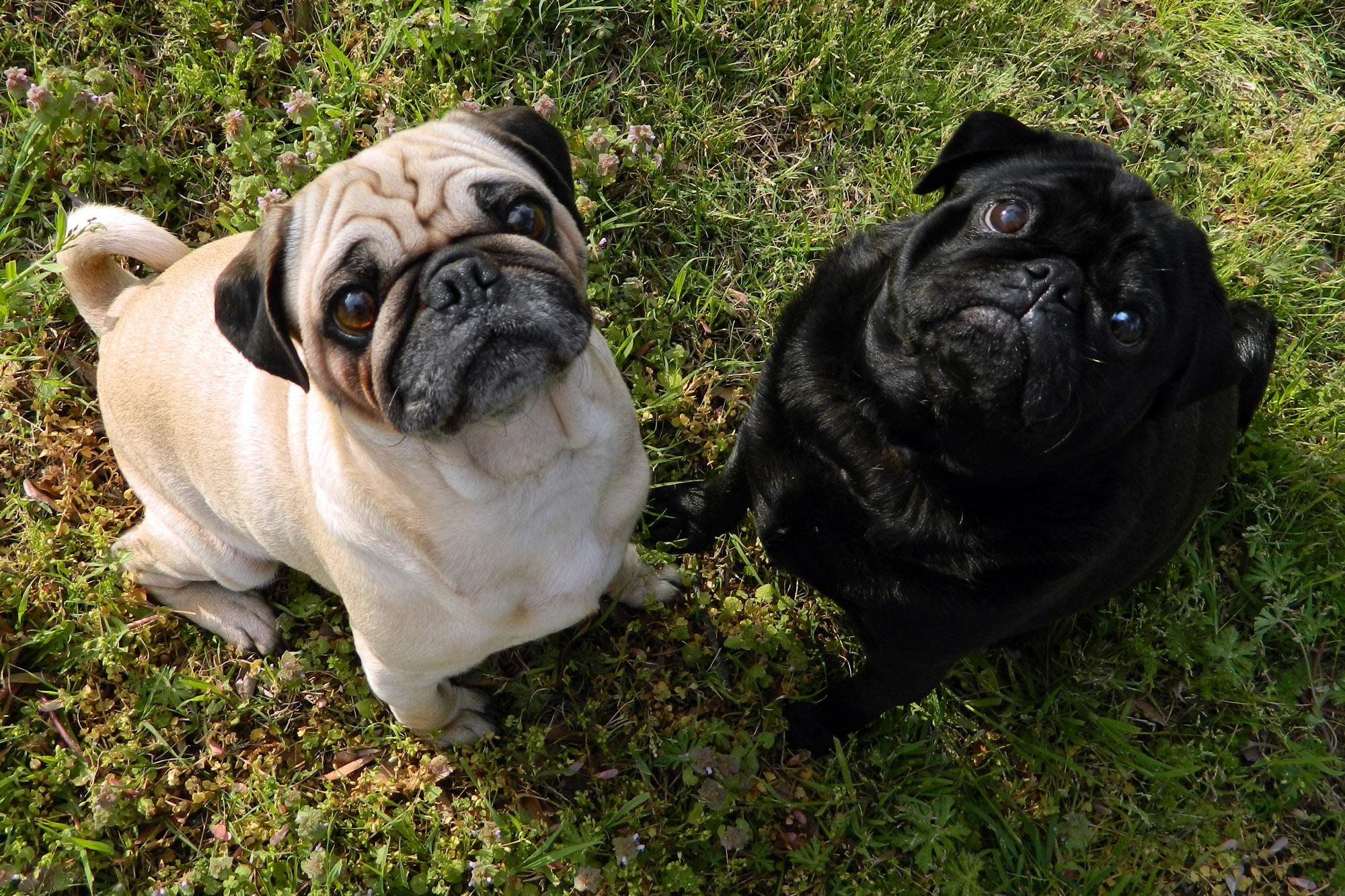 Fawn Pug And Black