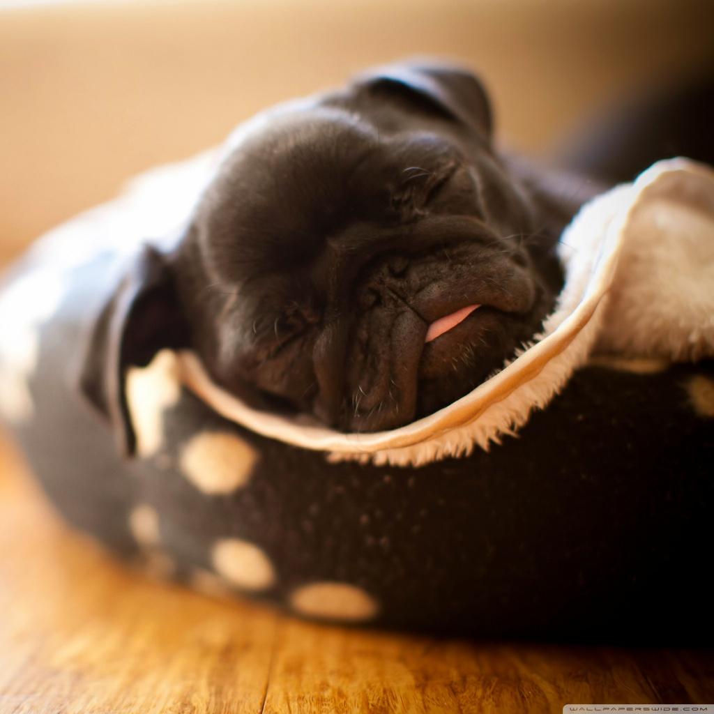 Sleeping Pug Puppy ❤ 4K HD Desktop Wallpaper for 4K Ultra HD TV