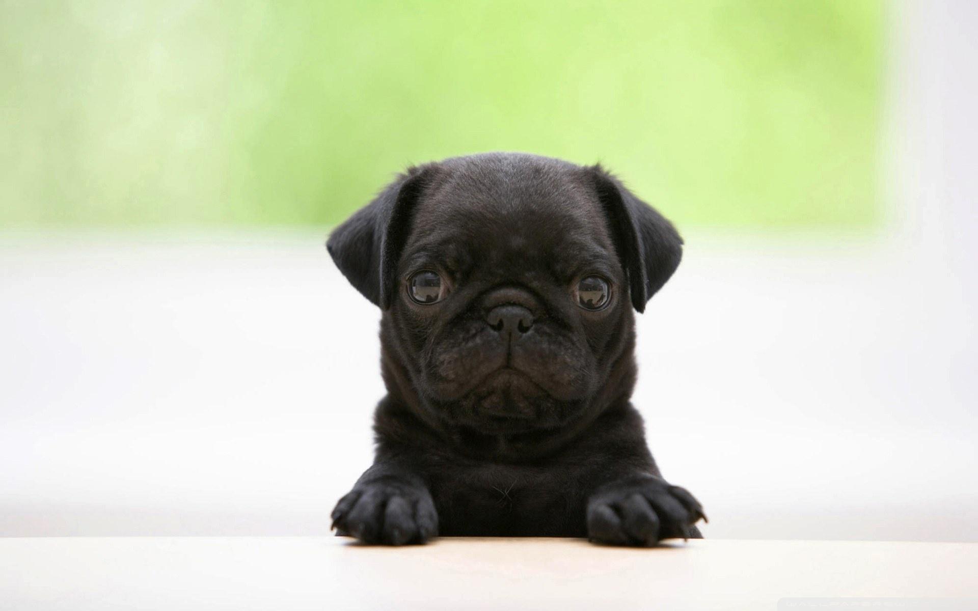 Pug Puppies Wallpaper