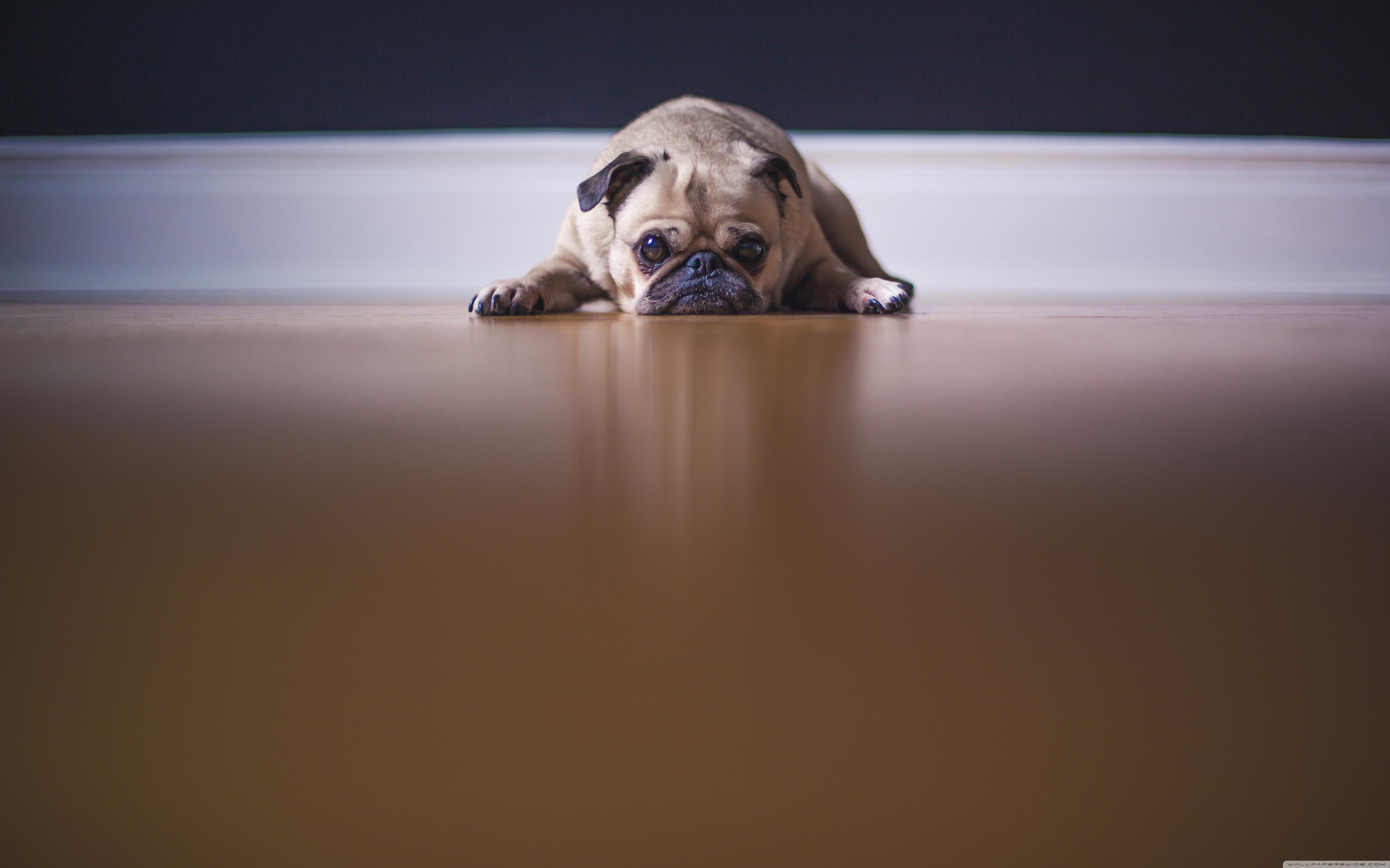 Saddest Pug Dog ❤ 4K HD Desktop Wallpaper for 4K Ultra HD TV • Wide