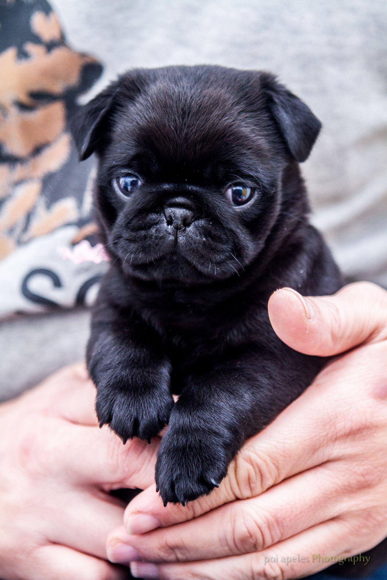 Holding a 10 week old pug. Adorable. Baby pugs, Cute pugs, Pug puppies