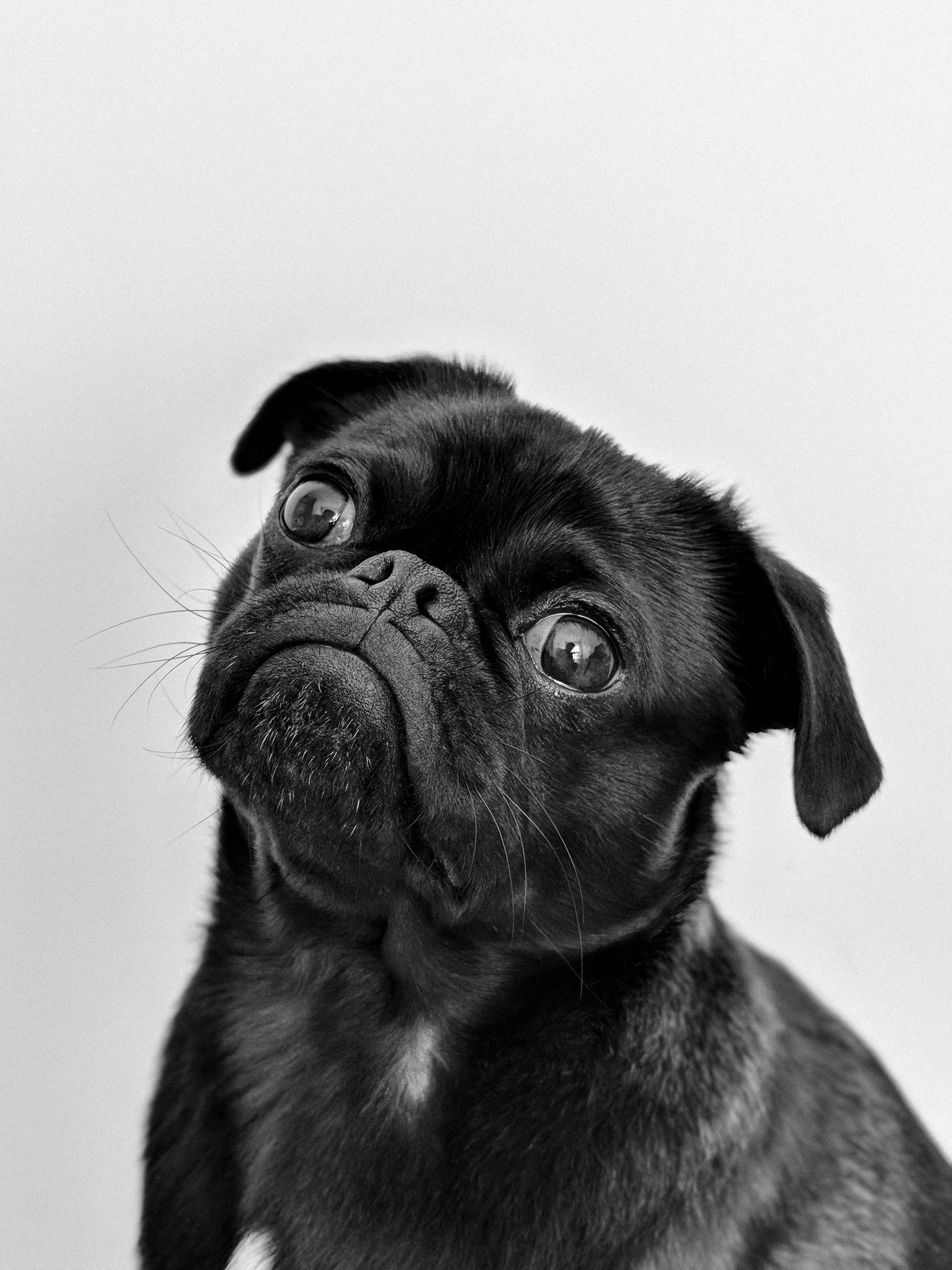 Beautiful Pug Photo