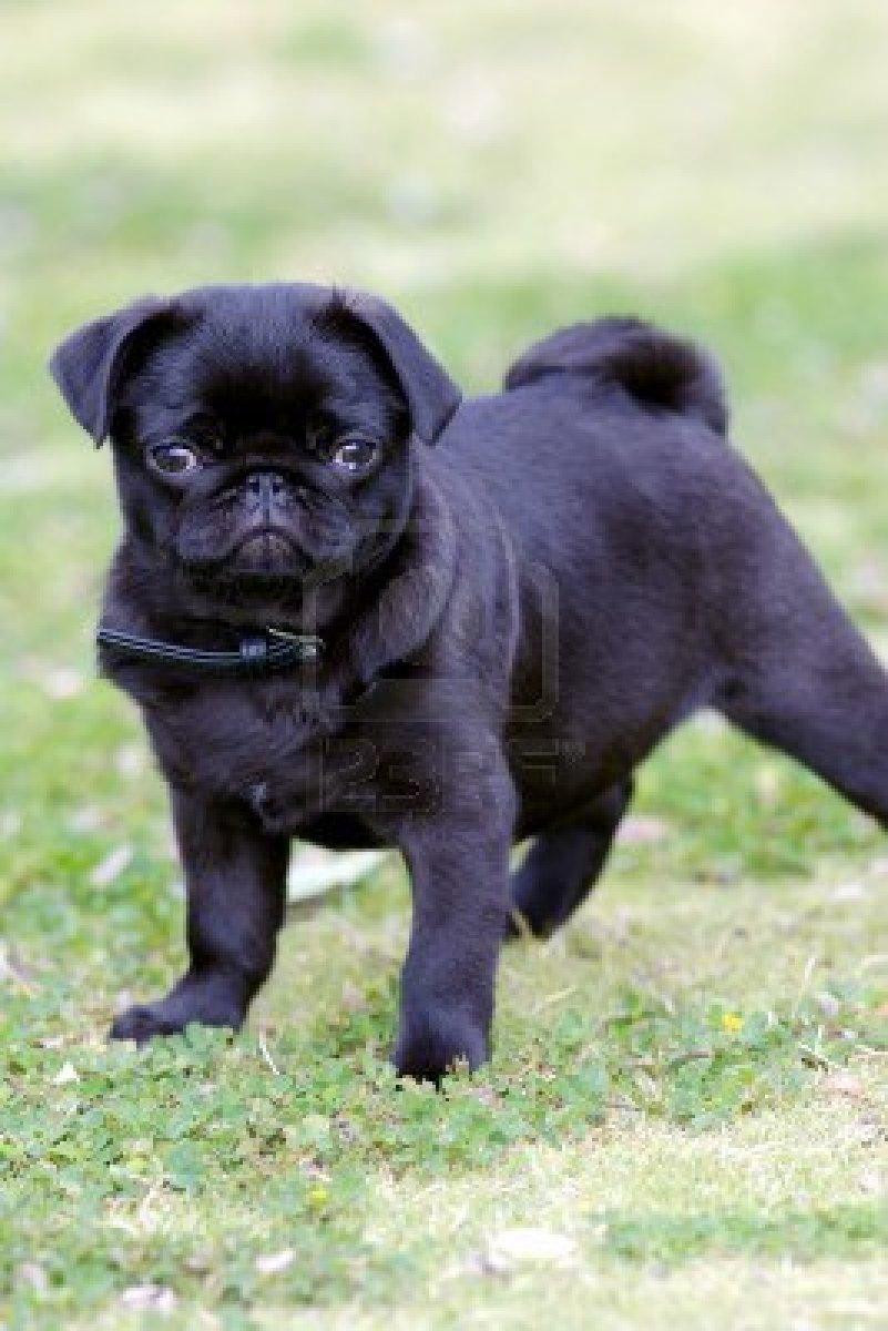 Cute Puppy Dogs: black pug puppies