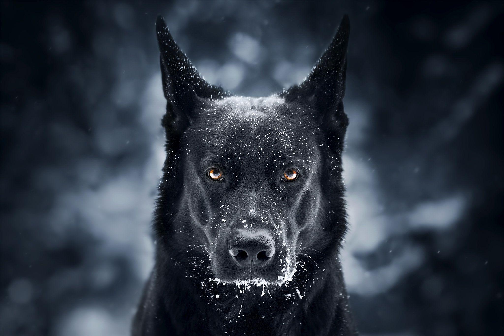 Black German Shepherd Wallpapers - Wallpaper Cave