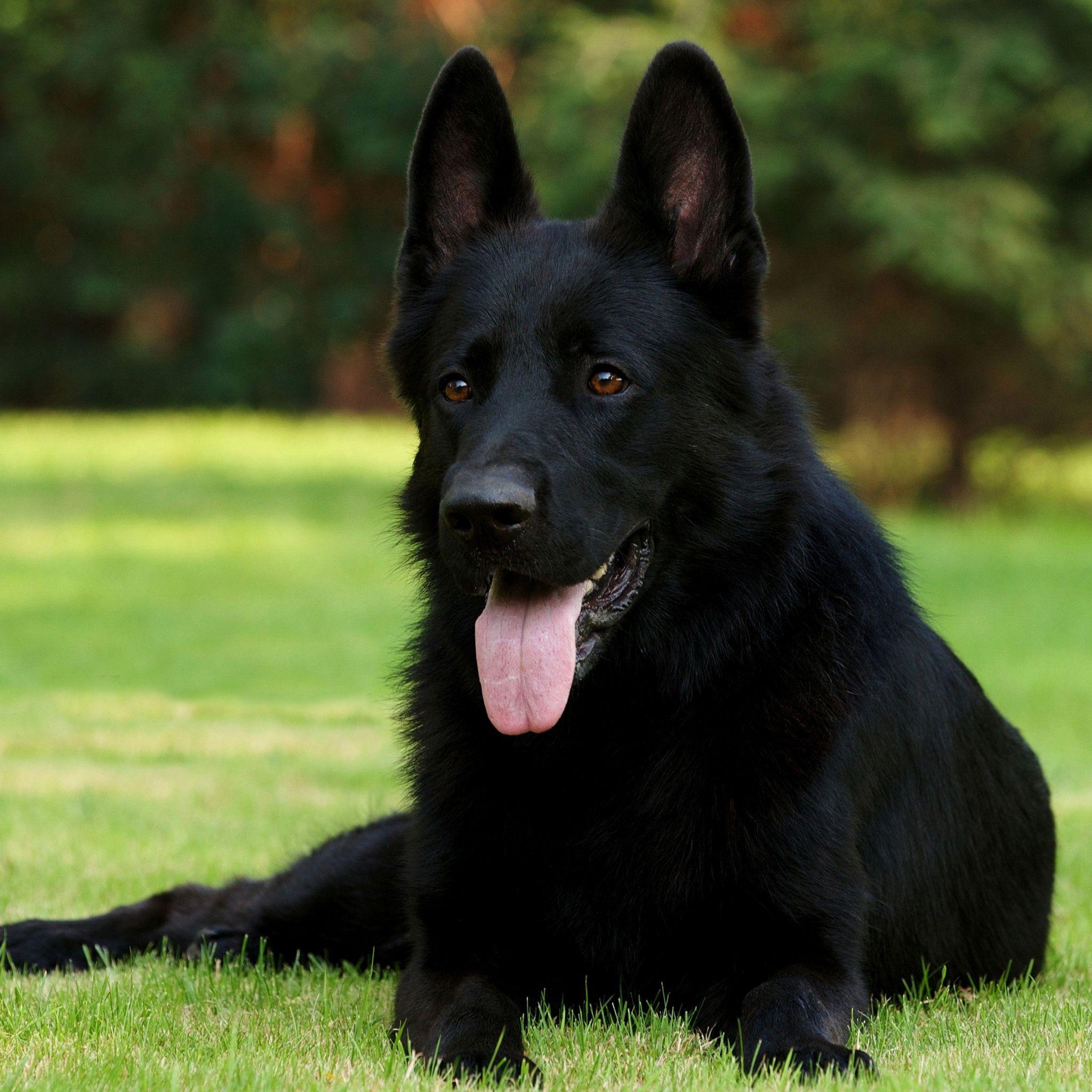 List 101+ Pictures images of black german shepherds Stunning