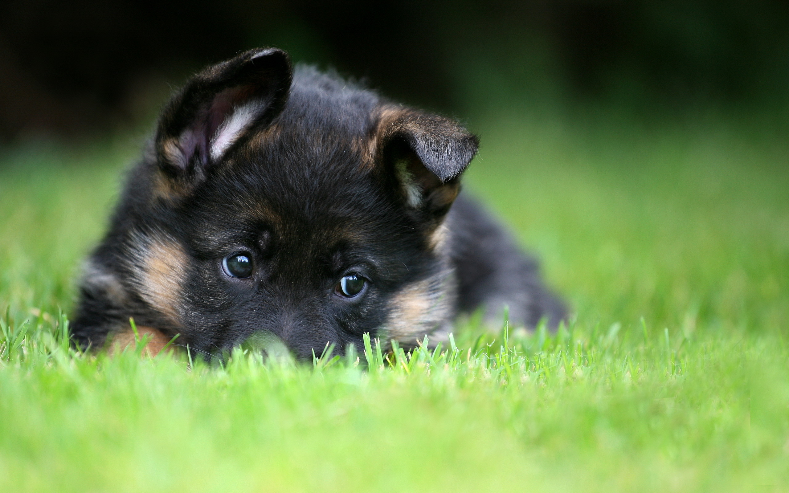 Black German Shepherd Puppies HD Wallpaper, Background Image