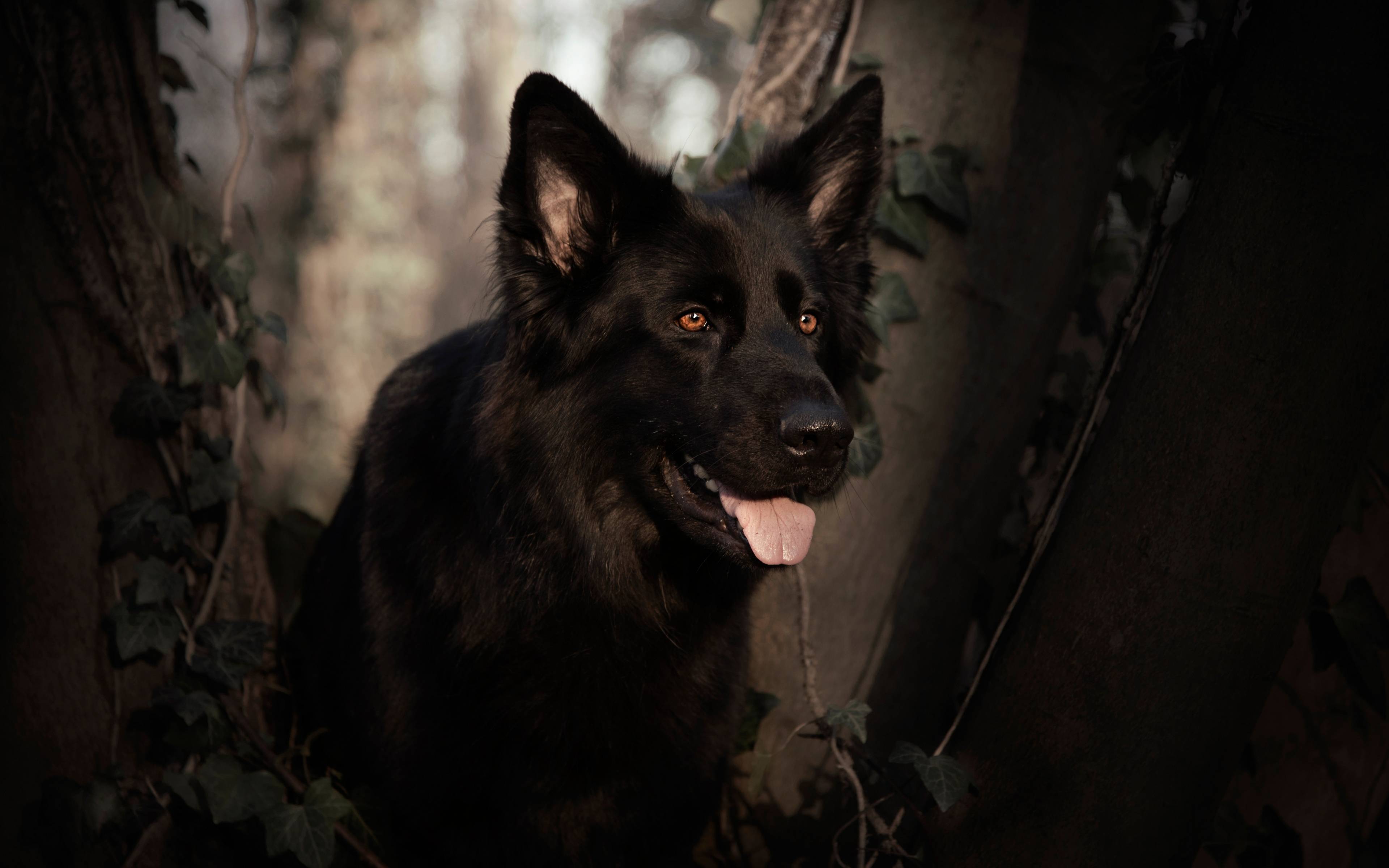 Download 3840x2400 wallpaper german shepherd, dog, pet animal, black