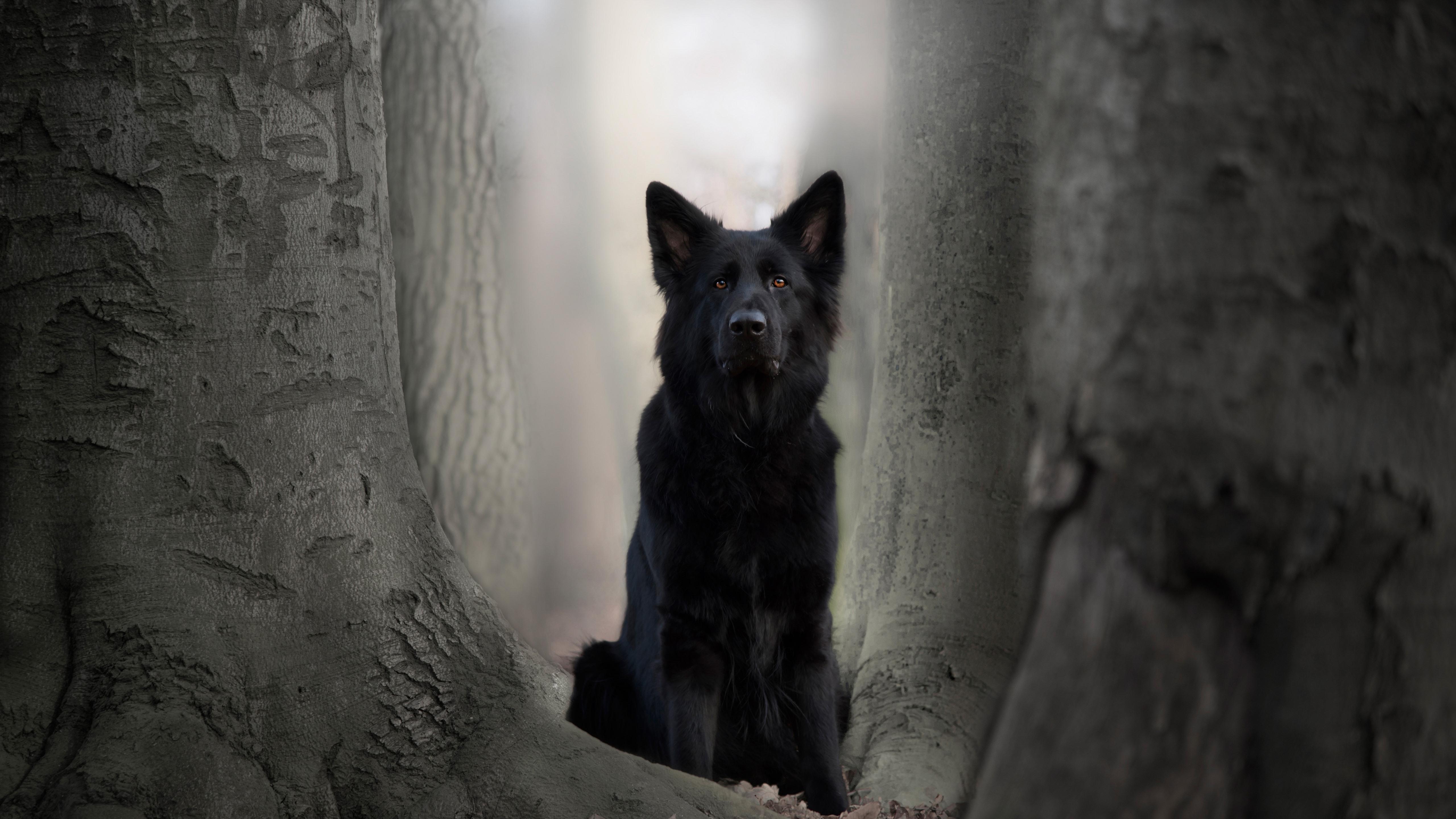 Wallpaper Black dog, German shepherd 5120x2880 UHD 5K Picture, Image