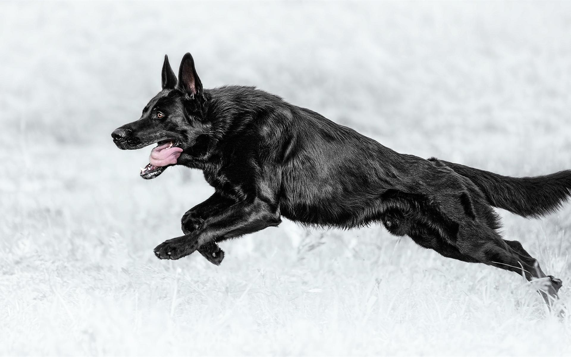 Wallpaper Black dog running, German shepherd 1920x1200 HD Picture, Image