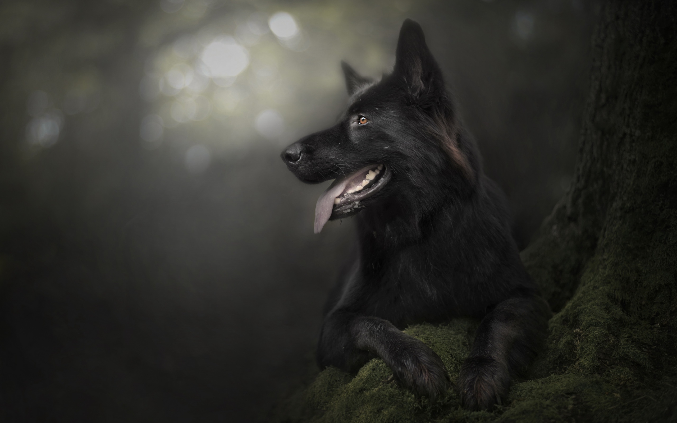 Download wallpaper Black German Shepherd, forest, bokeh, black dog