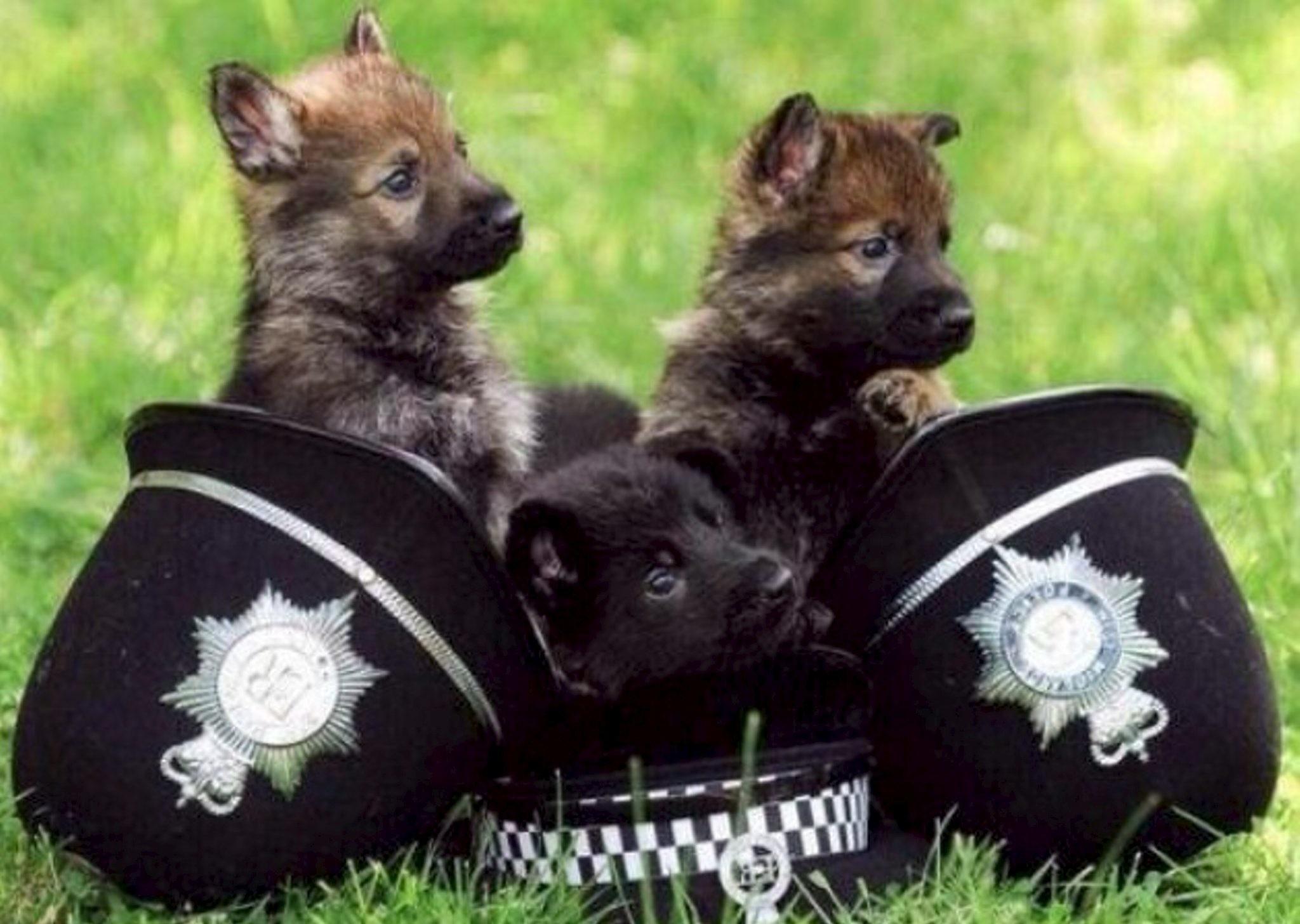 German Shepherd Police Dog Wallpaper background picture