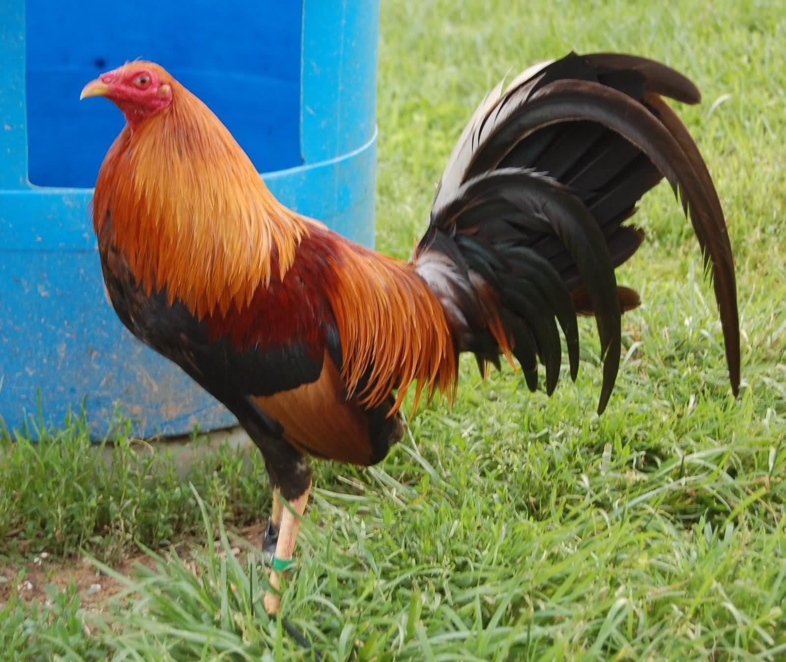 newton wade sweaters [Archive], Cockfighting and Gamefowl