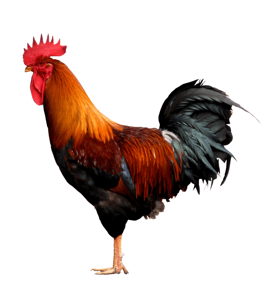 Cock fight png PNG Image