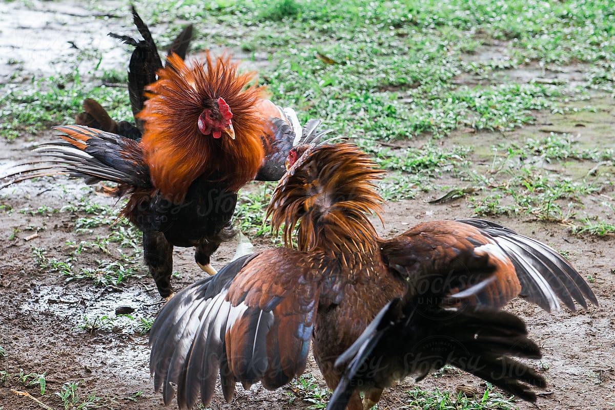 Cock Fight