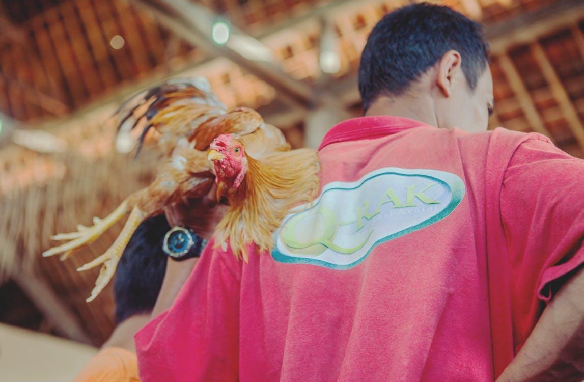 Men's Red Top and Brown Rooster · Free