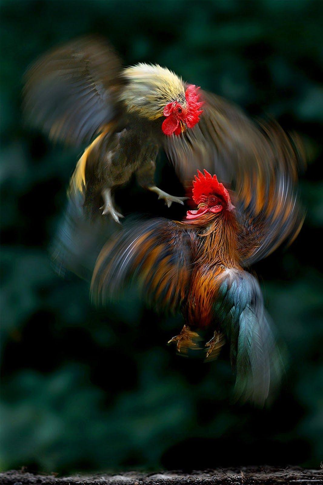 Premium Photo | Two large powerful rooster are preparing for fight in  cockfighting