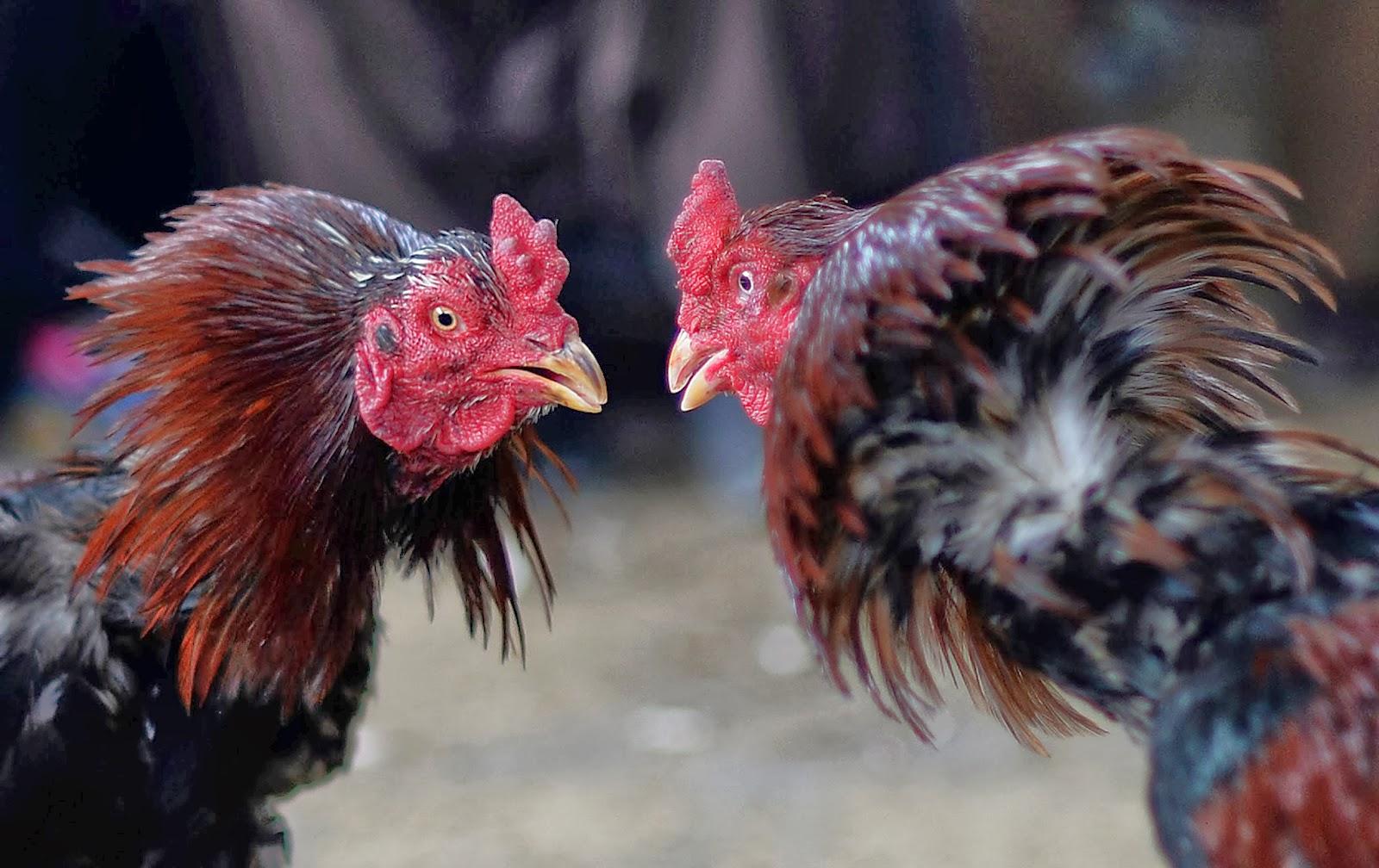 Cockfighting (Murgh Janghi) Tournament in Kabul Photo