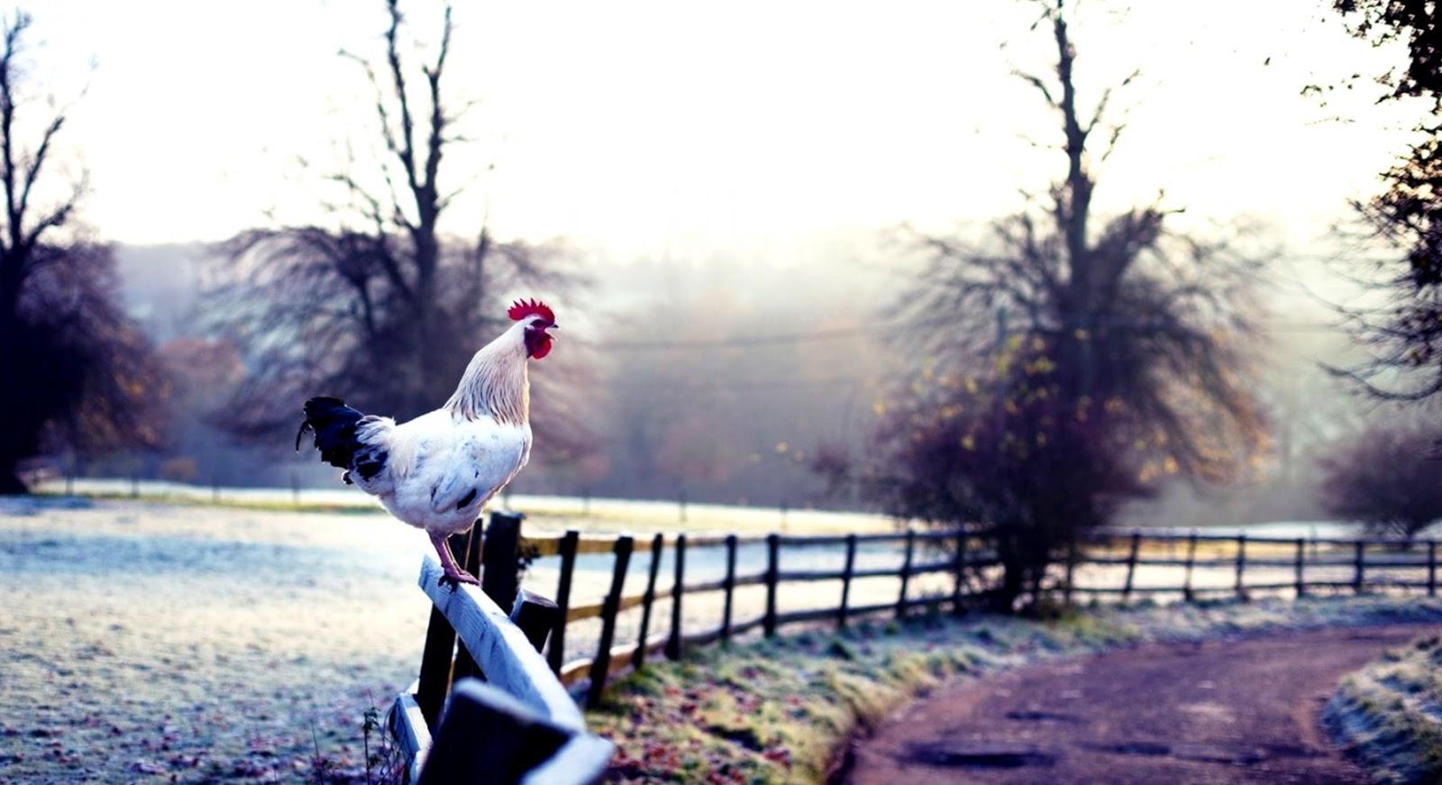 Nature Rooster Fence Road HD Wallpaper