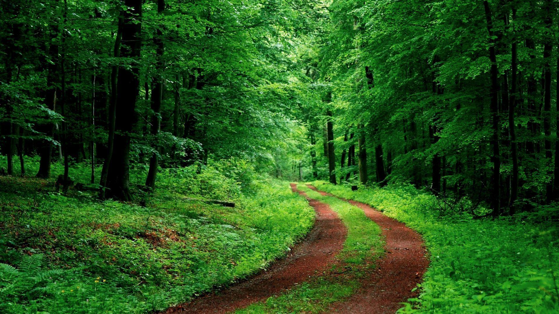 The Road Less Traveled. Travel. Paths, Forest wallpaper, Country roads