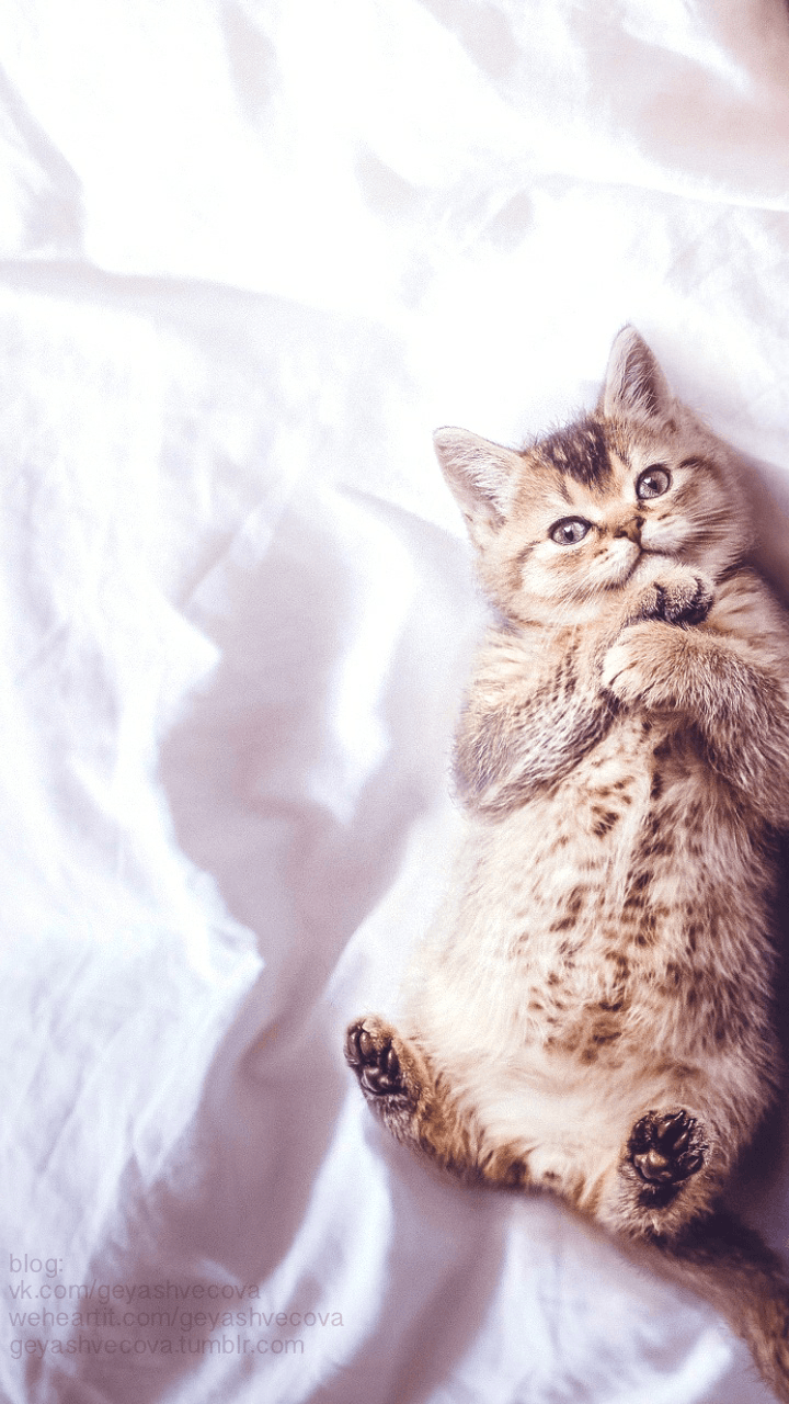 Kawaii Kittens Wallpapers - Wallpaper Cave