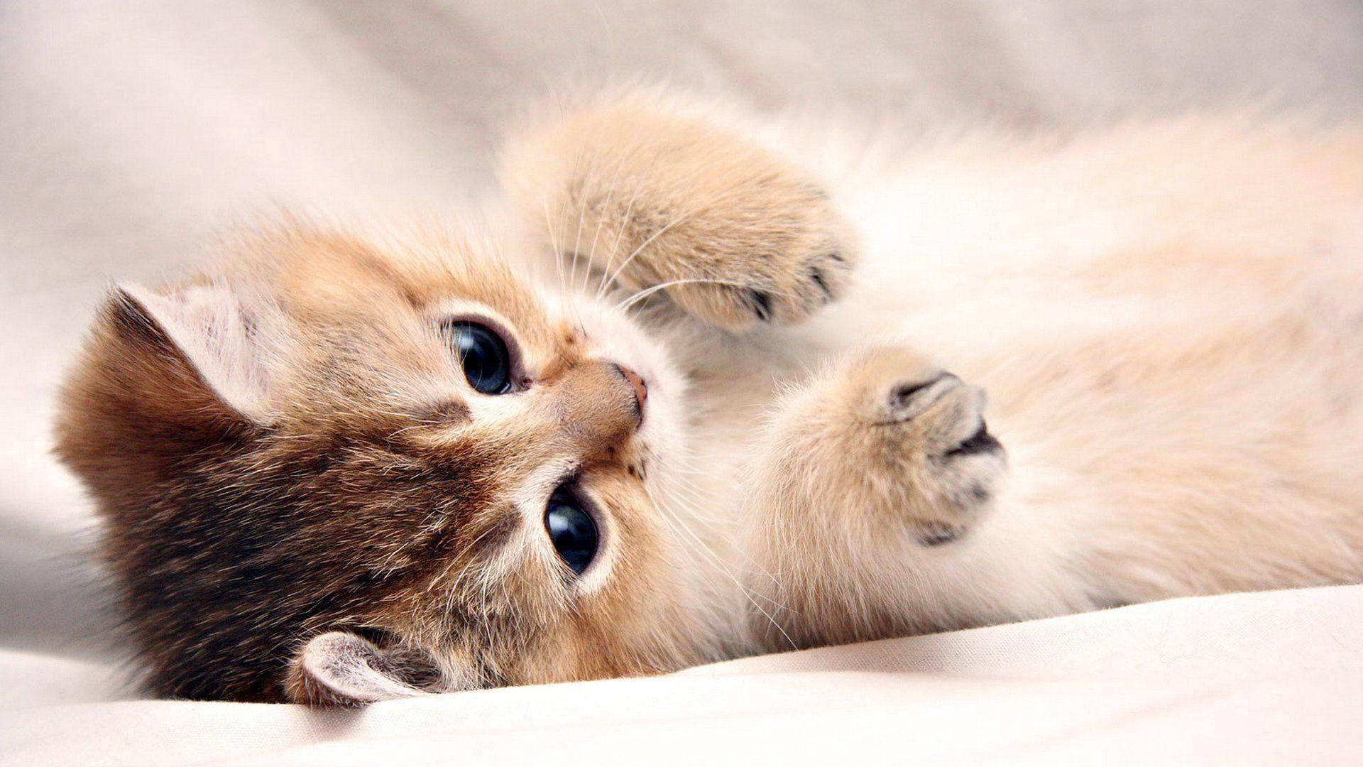 Cute Japanese Kitten Wallpaper