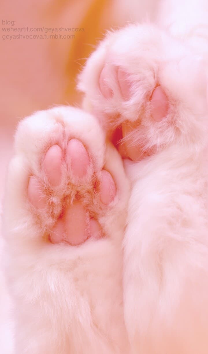 animals, baby, background, beautiful, beauty, cat, color, colorful