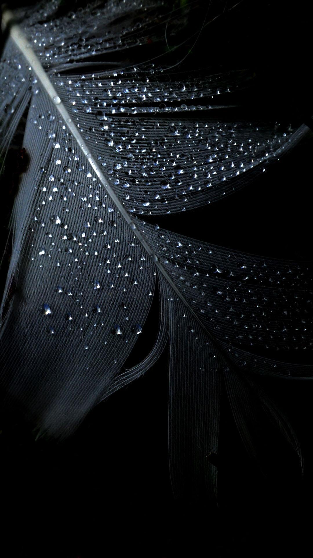 Black Feather Dew Drops Mysterious Android Wallpaper free download