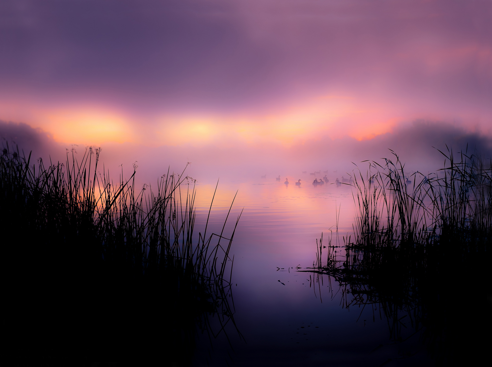 Mysterious Swamp Wallpaper Android Wallpaper