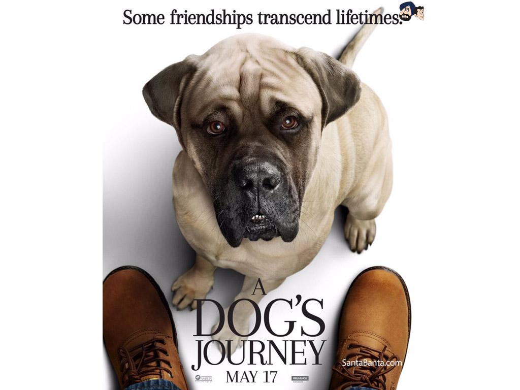 A Dogs Journey Movie Wallpaper