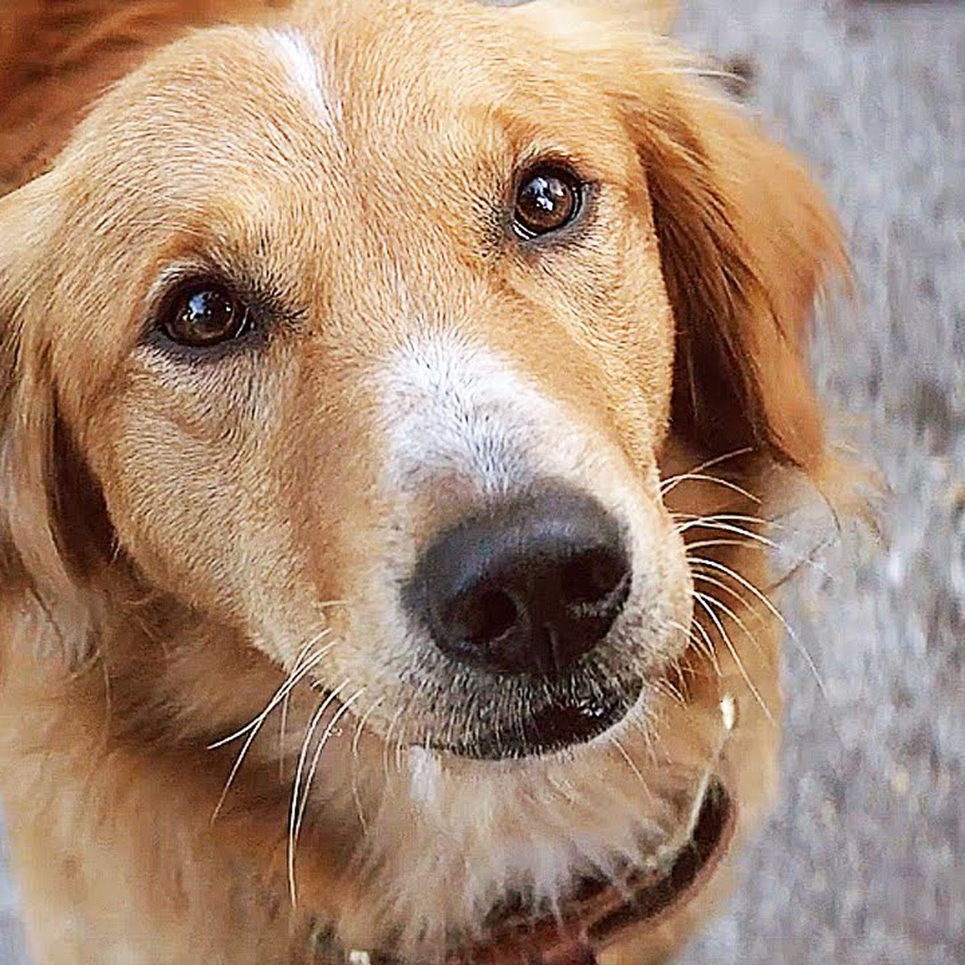 An investigation has found that the A Dog's Purpose viral video was