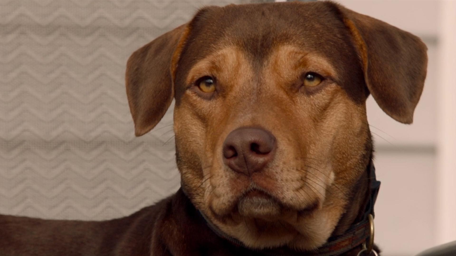 WATCH 'A Dog's Way Home' Review: Pitbull Star Triumphs Over Human