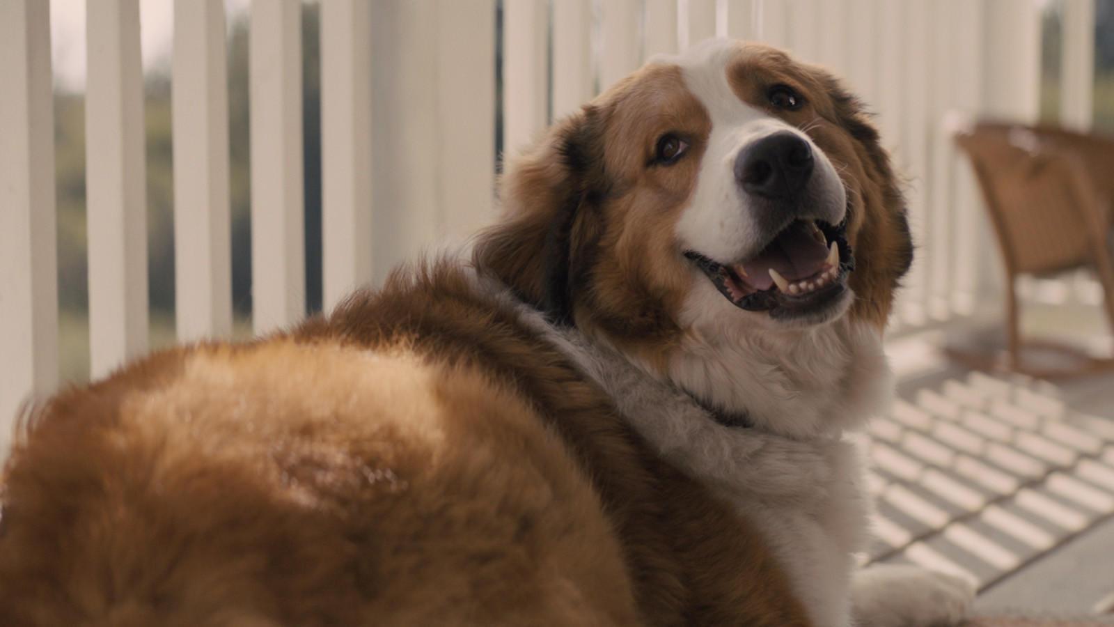 Review: 'A Dog's Journey' goes deeper than its pedigree to offer