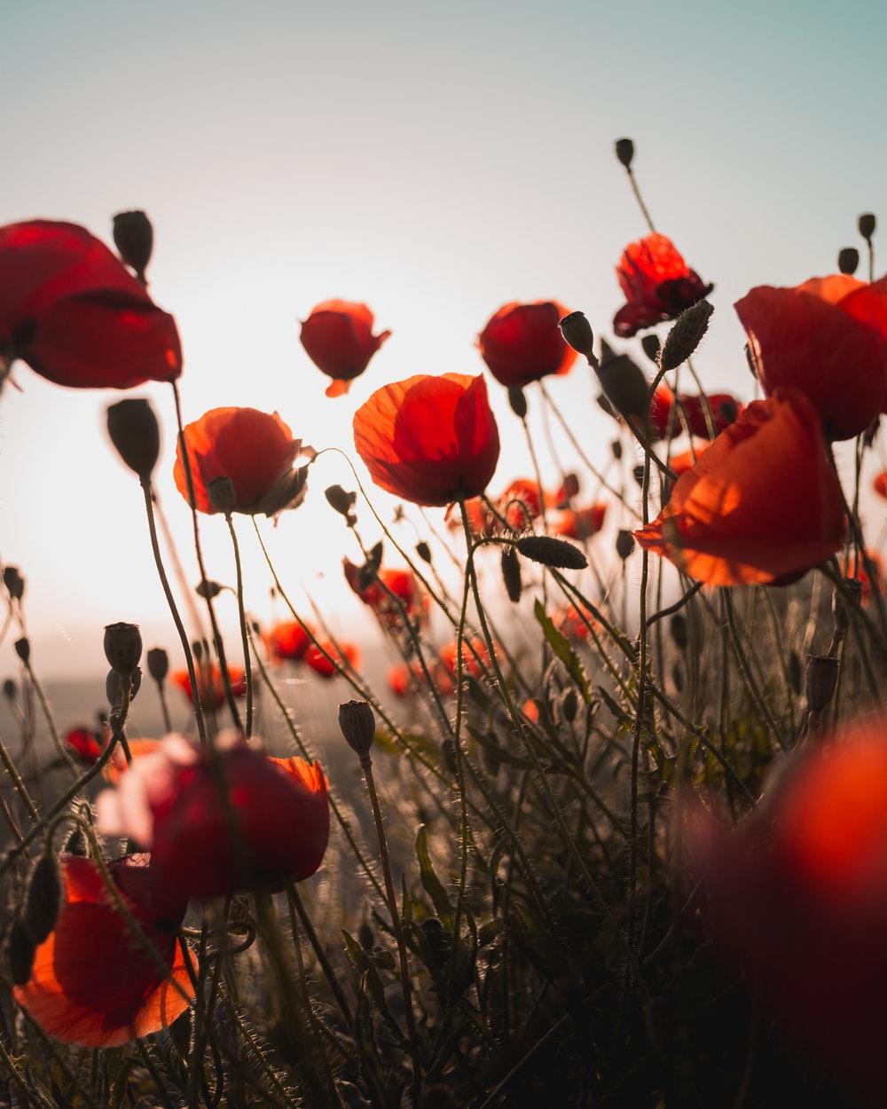 Poppy Picture [HD]. Download Free Image