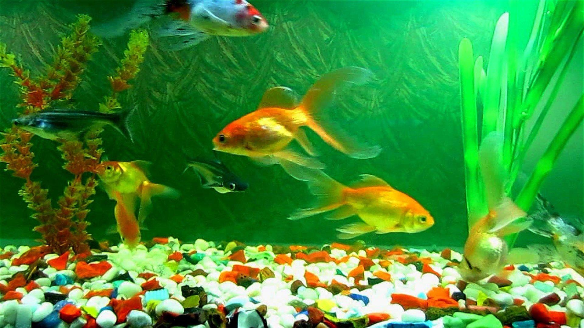 Fish Tank Wallpaper