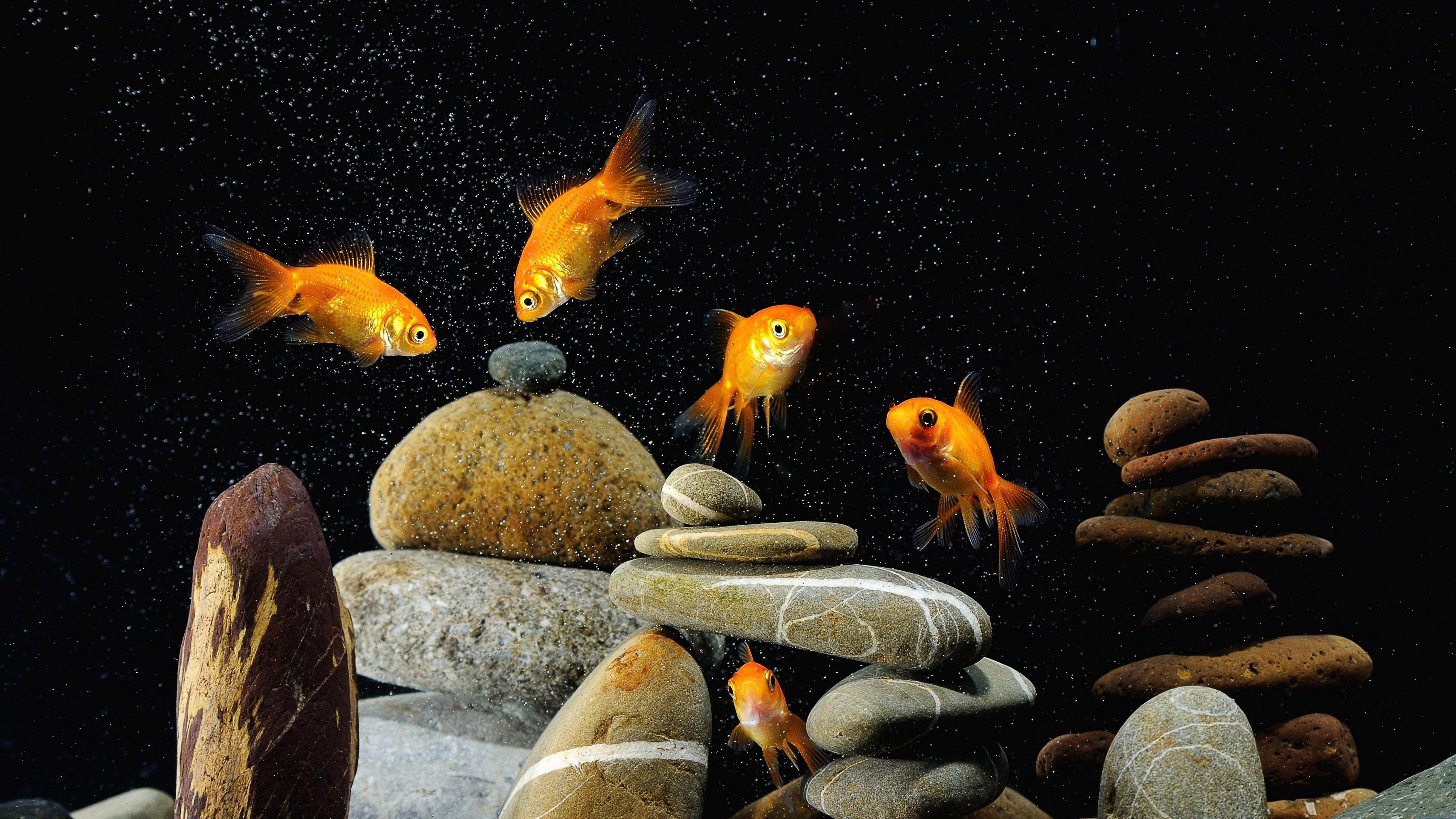 Download wallpaper 3840x2160 fish, aquarium, rocks, black background