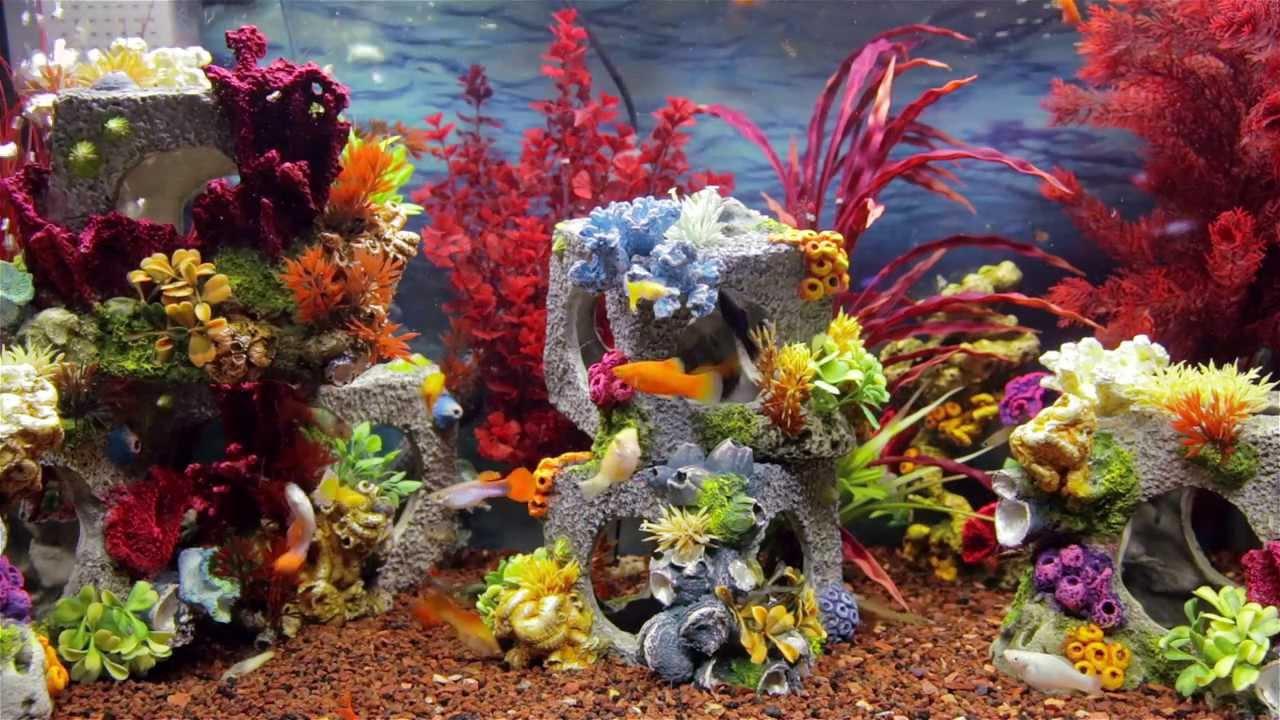 Colorful Aquarium Screensaver HD Fish Tank