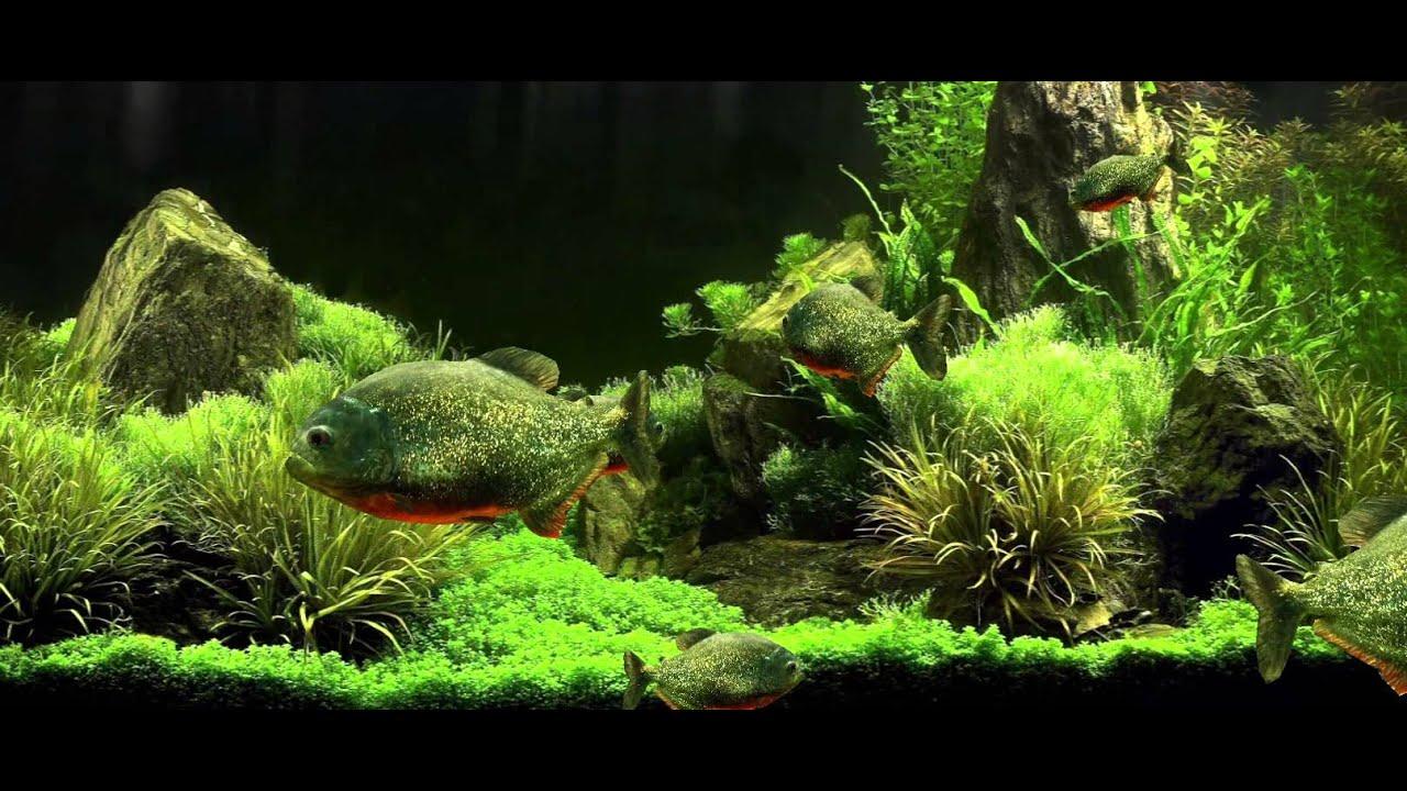Lovely Ideas Fish Tank 3D Live Wallpaper Realistic Piranha Aquarium