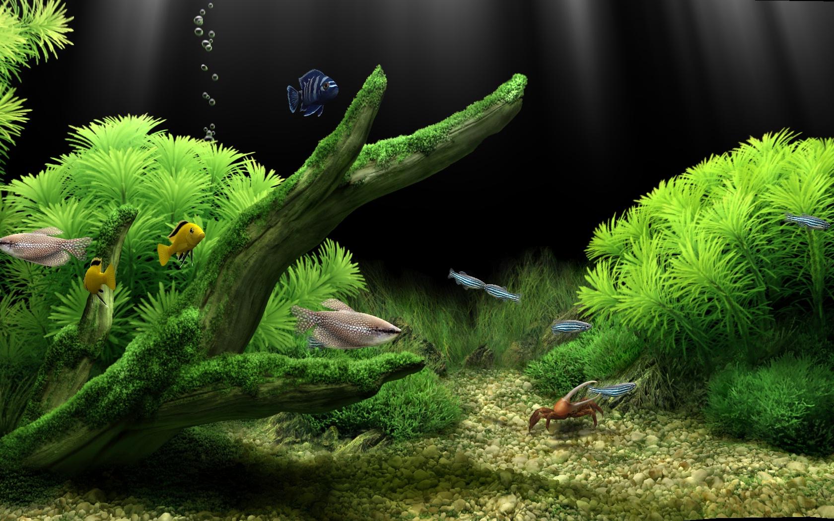 Freshwater Aquarium Wallpaper Gif