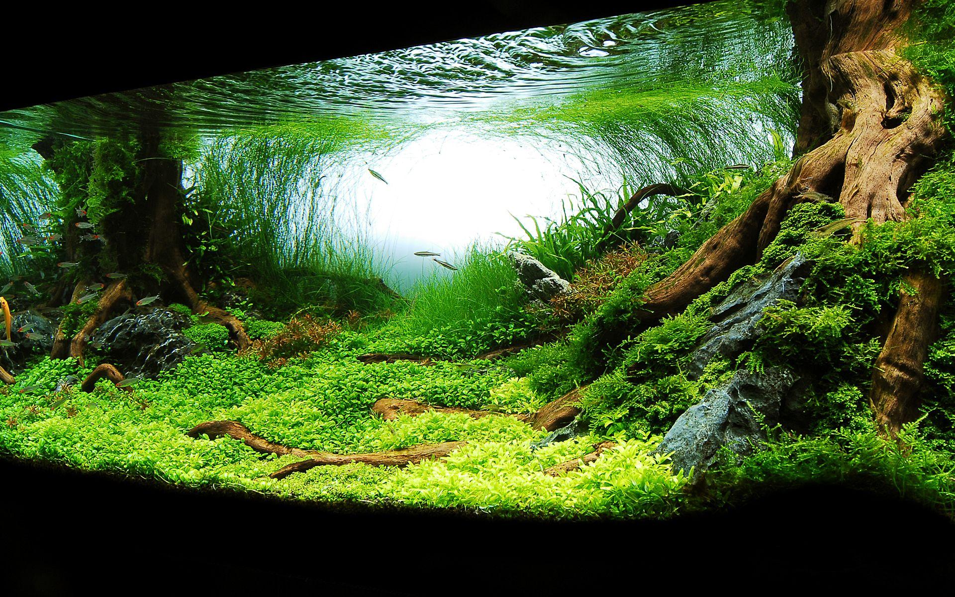 Fish tank wallpaper HD Gallery