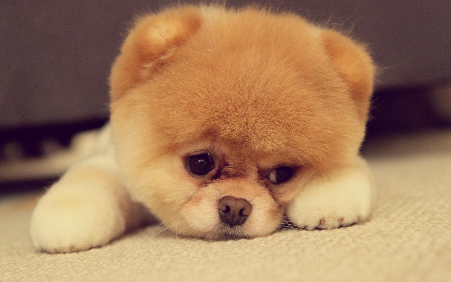Sad, Pomeranian, Puppies, High, Quality, Wallpaper, Picture, Full