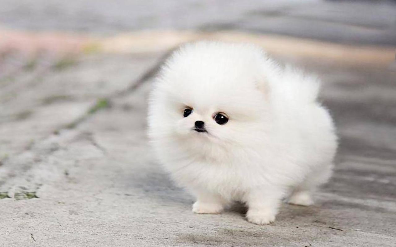 Pomeranian White Cute Puppy