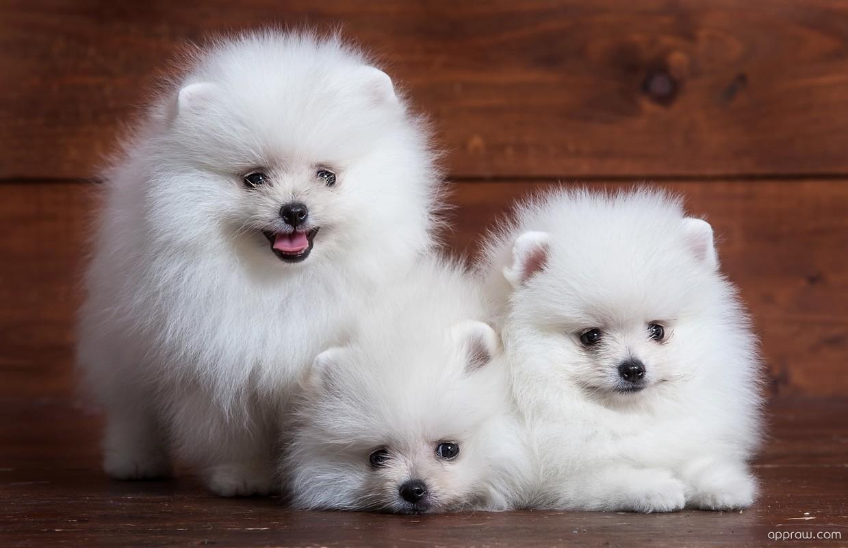 Cute White Pomeranian Puppies Wallpaper download HD Wallpaper