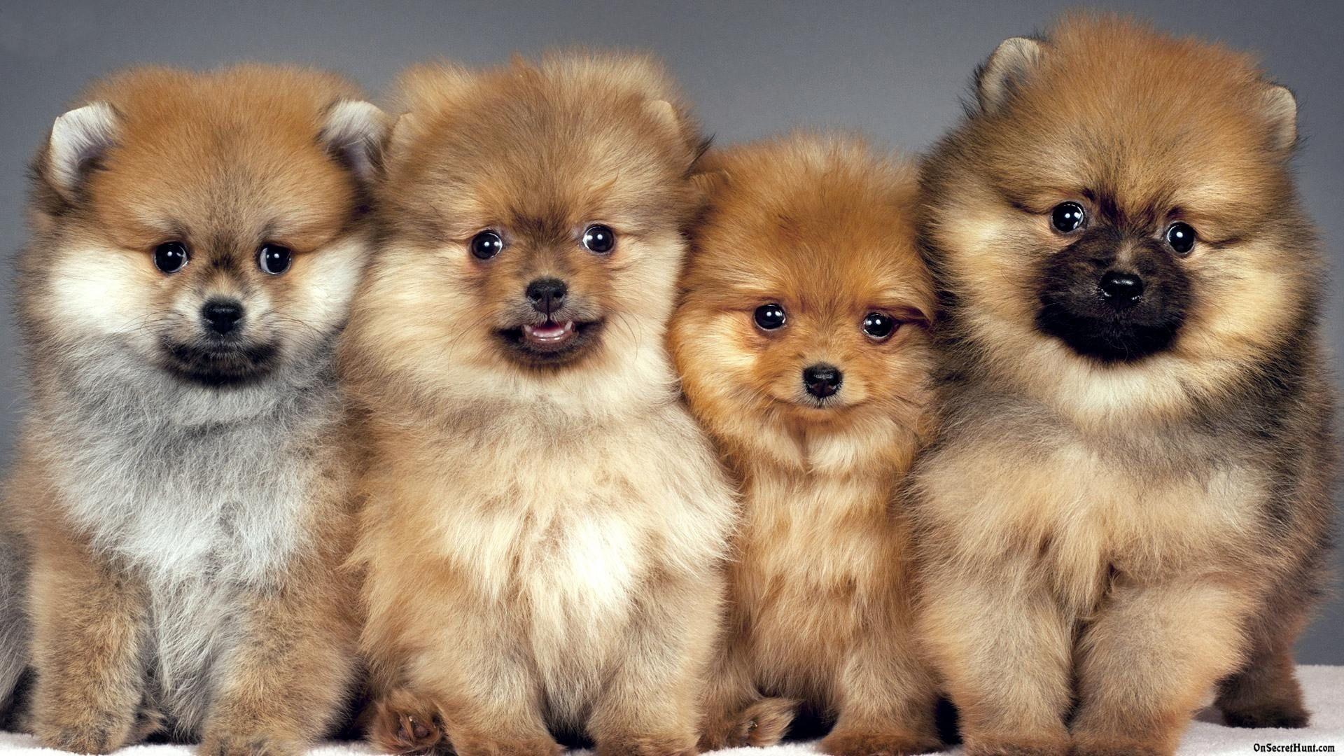 Pomeranian Puppies Wallpapers Wallpaper Cave