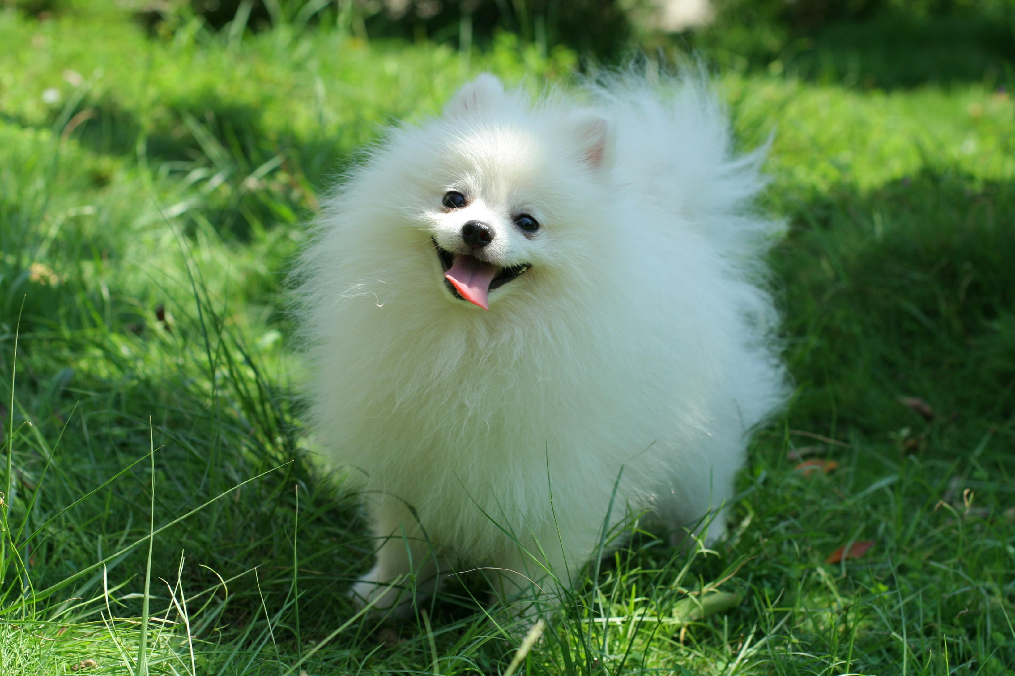Pomeranian Puppy Wallpaper, image collections of wallpaper